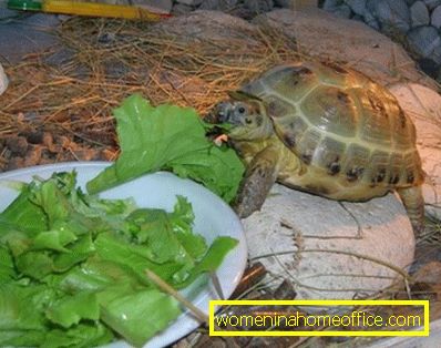 Šta hraniti kornjače?