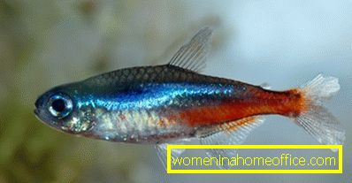 Neonske akvarijske ribe su možda najsjajniji predstavnik velike porodice karakterističnih riba