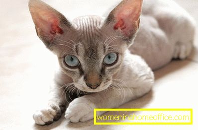 Devon Rex