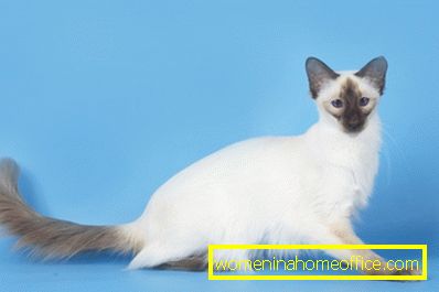 Balinese cat