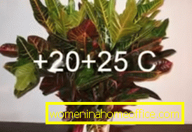 Optimalna temperatura za Croton ljeti