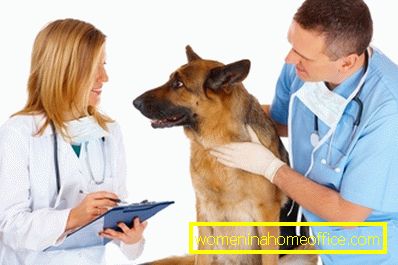 Za pomoć - veterinaru